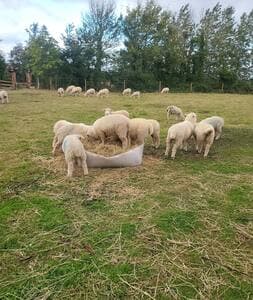 Sleeps 12, Stunning, Dog Friendly, Hot Tub, Rural - View 6